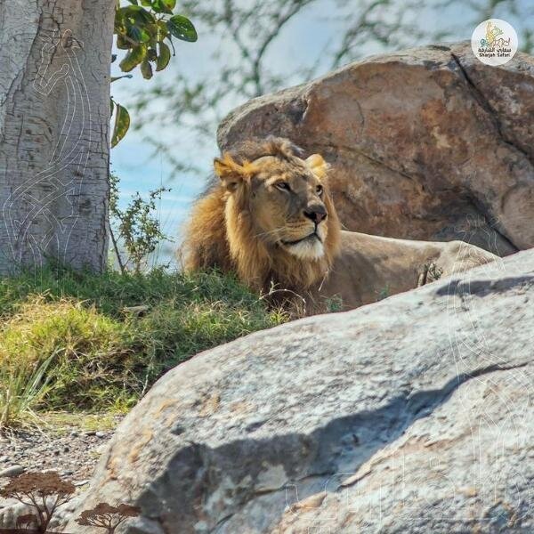 В Шардже открылся крупнейший за пределами Африки сафари-парк