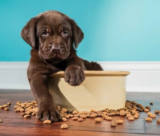 Корм Nature’s Protection – лакомство для питомца