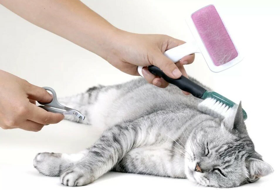 Как ухаживать за котами