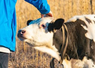 «Буду стоять до конца»: фермеры в России протестуют из-за массового уничтожения скота