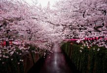 Названы даты цветения сакуры в парке «Краснодар»