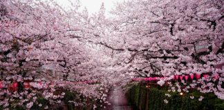 Названы даты цветения сакуры в парке «Краснодар»