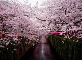 Названы даты цветения сакуры в парке «Краснодар»