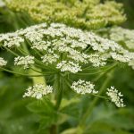 Первые штрафы за борщевик россияне получат в начале тёплого сезона