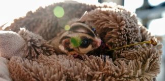 Появилась новая схема обмана туристов на Пхукете