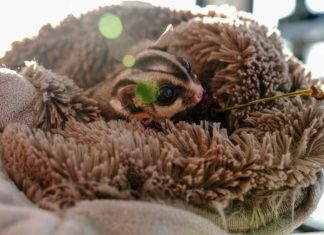 Появилась новая схема обмана туристов на Пхукете