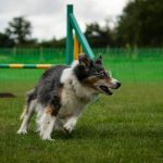 Росстандарт впервые принял ГОСТ на собачьи площадки