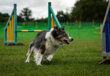 Росстандарт впервые принял ГОСТ на собачьи площадки