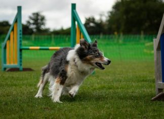 Росстандарт впервые принял ГОСТ на собачьи площадки