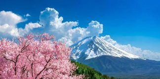 В Японии отменили фестиваль сакуры у подножия Фудзи
