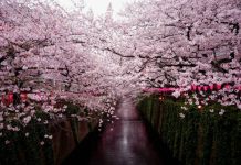 В Японии стартовал фестиваль зимней сакуры
