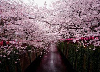 В Японии стартовал фестиваль зимней сакуры