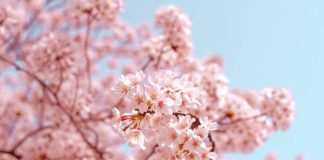В Японии стартовал сезон цветения сакуры