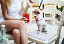 В Южной Корее разрешили посещать рестораны с питомцами