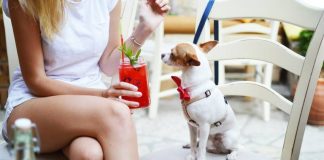 В Южной Корее разрешили посещать рестораны с питомцами