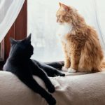 Депутаты просят установить лимит по числу животных в квартирах