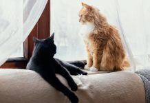 Депутаты просят установить лимит по числу животных в квартирах