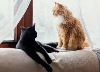 Депутаты просят установить лимит по числу животных в квартирах