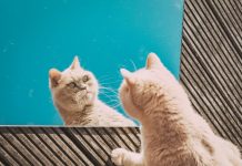 Для домашних животных могут ввести обязательное маркирование и регистрацию