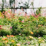 Госдума предложила отменить штрафы за самостоятельное озеленение дворов