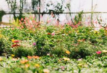 Госдума предложила отменить штрафы за самостоятельное озеленение дворов