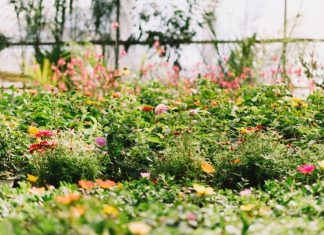 Госдума предложила отменить штрафы за самостоятельное озеленение дворов