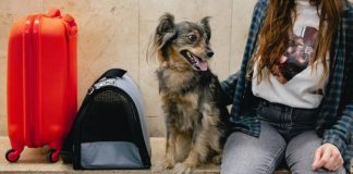 Китай разъяснил правила въезда с домашними животными