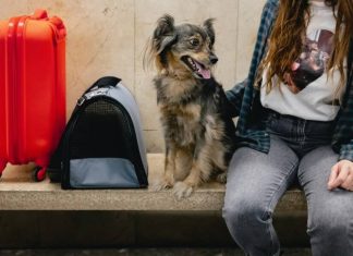 Китай разъяснил правила въезда с домашними животными