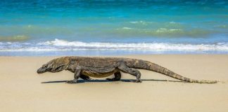 Национальный парк Комодо ограничит число туристов