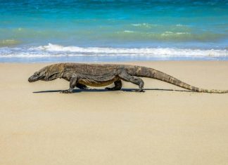 Национальный парк Комодо ограничит число туристов