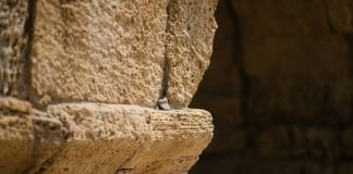 Под торговым центром в Англии запустили экскурсии к бастиону Древнего Рима