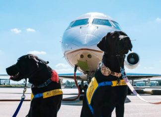 Turkish Airlines запретила перевозить животных в бизнес-классе