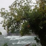 В России запретили американский клён, штрафы за это растение достигают 700 тысяч рублей