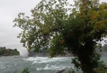 В России запретили американский клён, штрафы за это растение достигают 700 тысяч рублей