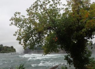 В России запретили американский клён, штрафы за это растение достигают 700 тысяч рублей